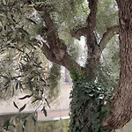 All'uliveto