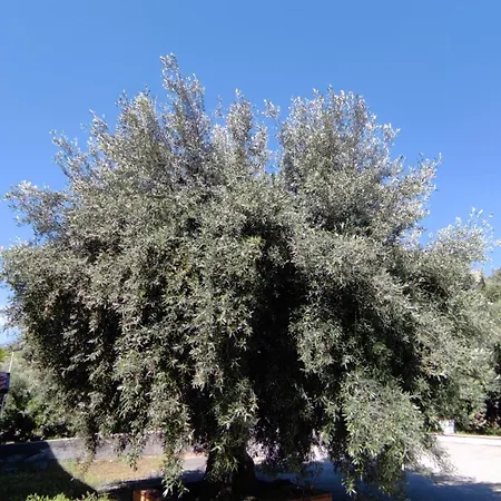 All'uliveto Guest house
